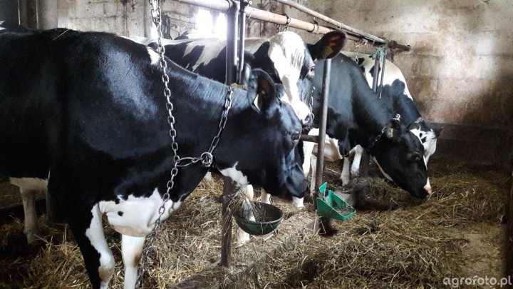 jalowki_cielne__c3f053afc7f4a63ce4769087c2263c34 (1).jpg