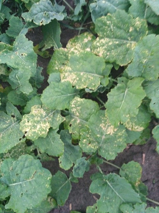 rzepak przebarwienie.jpg