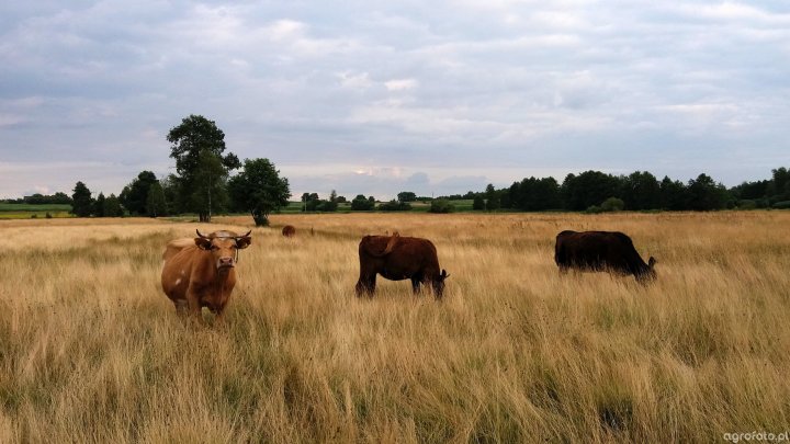 bydlo_4741137441158980d9f790ef4aa00fab.jpg
