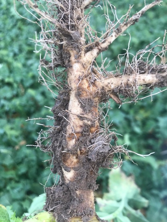 przezimowanie - uszkodzenia po śmietce kapuścianej IMG_4778.jpg