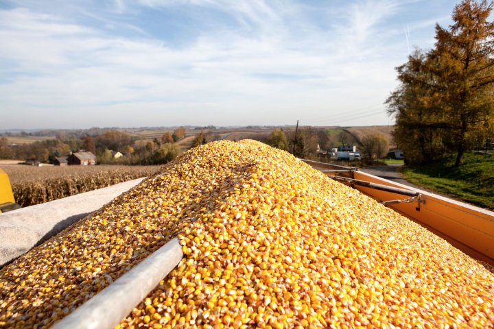 w trakcie zbiorów.jpg