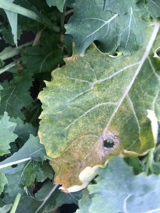 przezimowanie sucha zgnilizna - IMG_4782.jpg