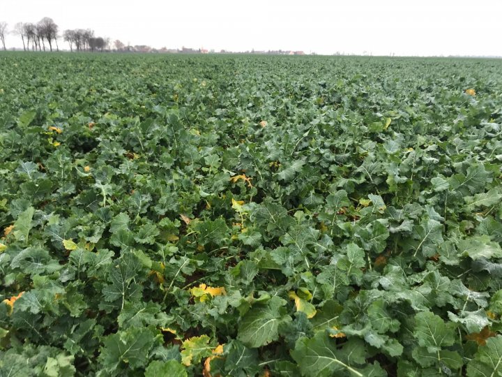 przezimowanie rzepakuIMG_4859.jpg