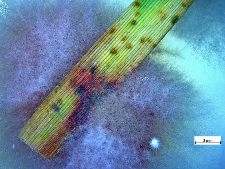 rdza żółta na liściach  pszenicy oraz widoczne zmiany charakterystycznej dla Fusarium culmorum.jpeg