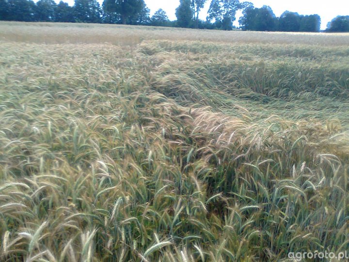 pszenżyto.jpg