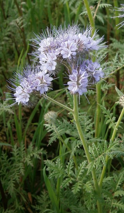 800px-Phacelia_tanacetifolia_RHu_001.JPG