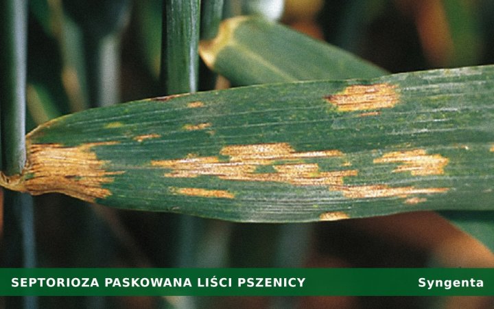 septorioza-paskowana-liści-pszenicy.jpg