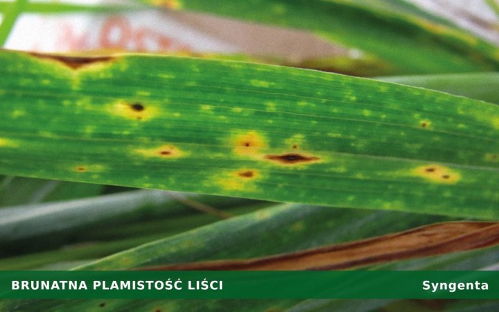 brunatna-plamistość liści.jpg