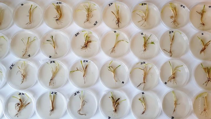 porażenie podstawy źdźbła.jpeg