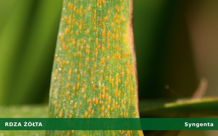 rdza-żółta.jpg