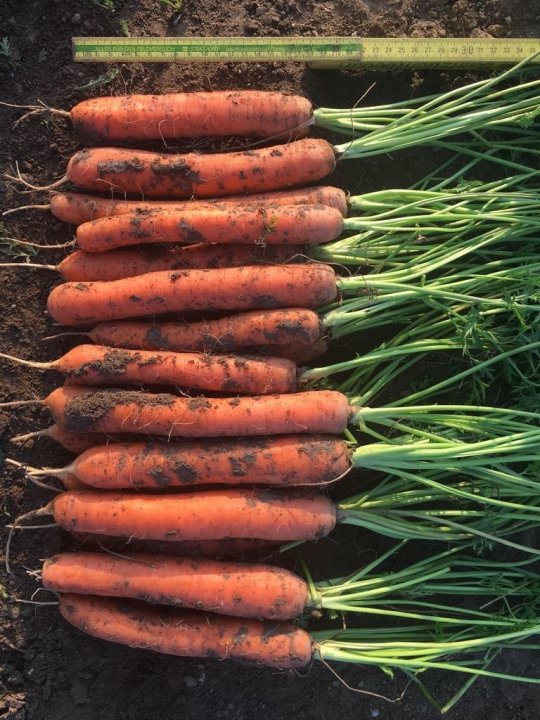 Marchew CARIBOU_fot1.jpg