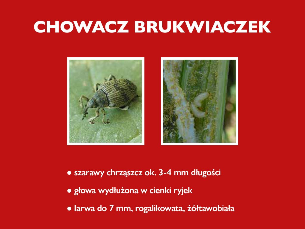 Jak i kiedy zwalczać szkodniki łodygowe, aby uniknąć strat