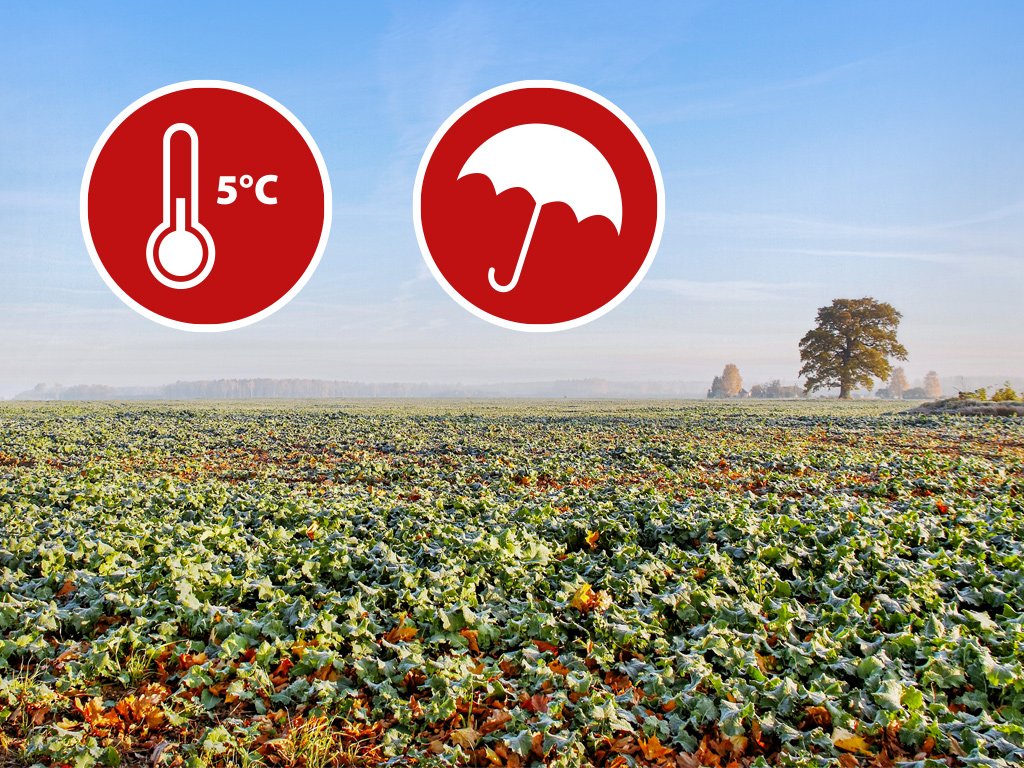 Jak i kiedy zwalczać szkodniki łodygowe, aby uniknąć strat