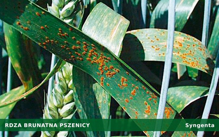 rdza-brunatna-pszenicy.jpg