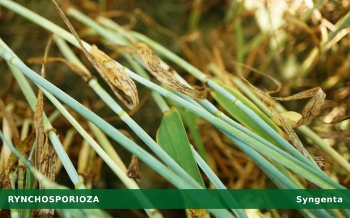 rynchosporioza.jpg