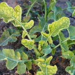 Niedobór siarki w stadium rozety rzepaku.jpg