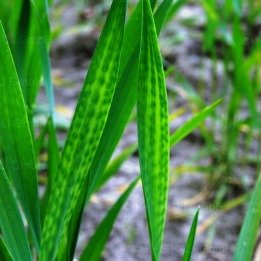 Brak magnezu w pszenicy objawia się paciorkowatym przebarwieniem źdźbeł.jpg