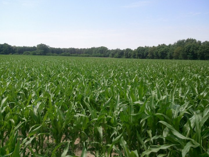 odpowiednio dokarmiona azotem plantacja Zdjęcie0734.jpg