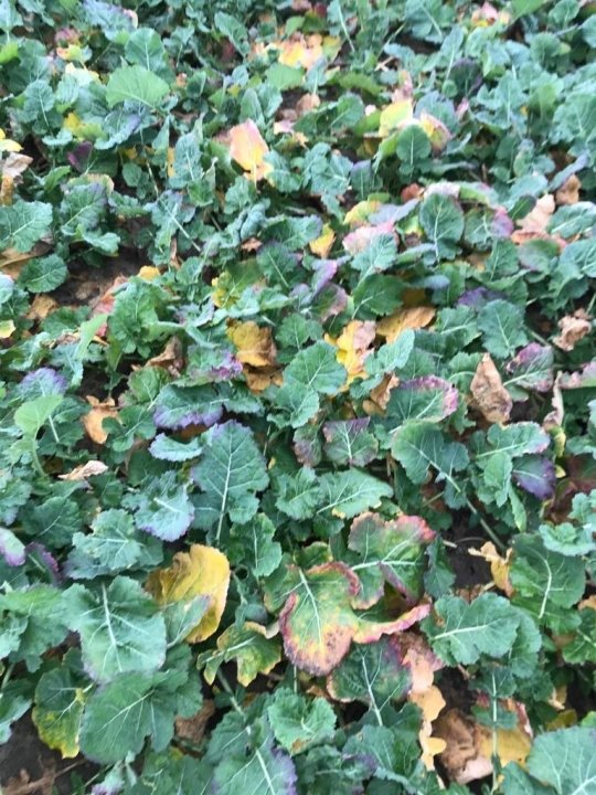 niedobory azotu i mikroelementów.JPG