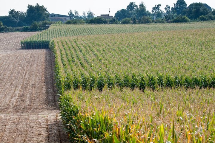 jak susza zredukowała plon.JPG