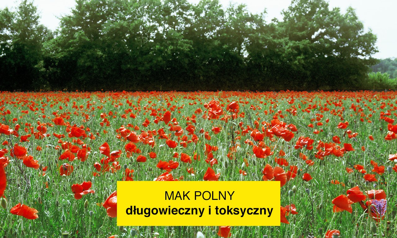 Zwalczanie chwastów dwuliściennych w zbożach 2020