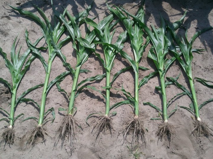 efekt działania inhibitora nitryfikacjiZdjęcie0740.JPG