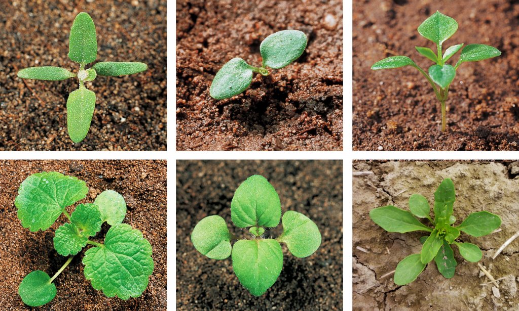 Zwalczanie chwastów dwuliściennych w zbożach 2020