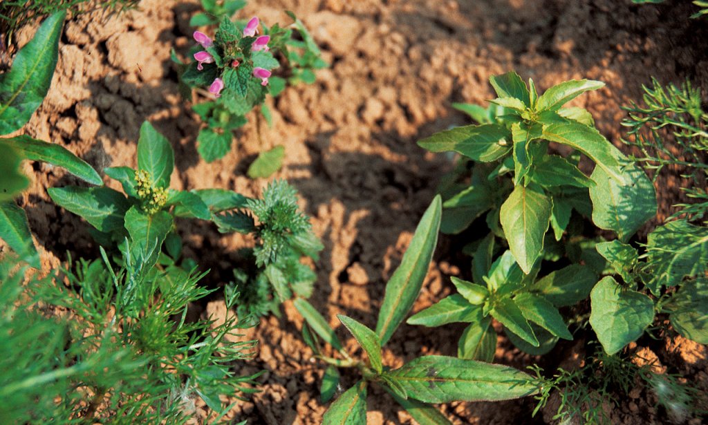 Zwalczanie chwastów dwuliściennych w zbożach 2020