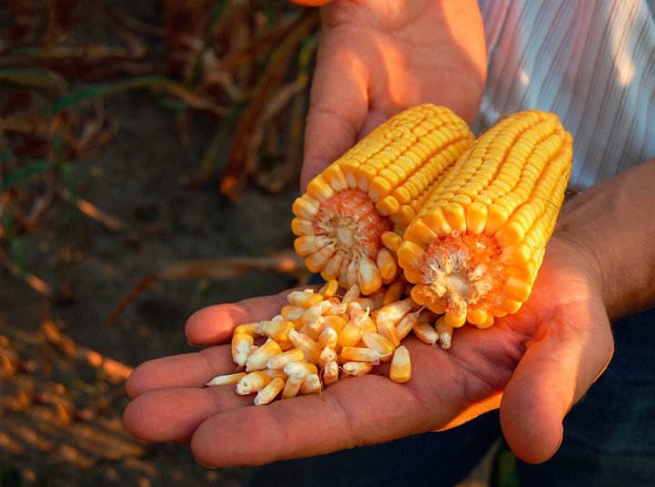 Corn2015_2.jpg