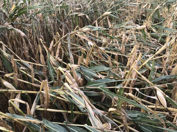 Wyleganie łodygowe.JPG