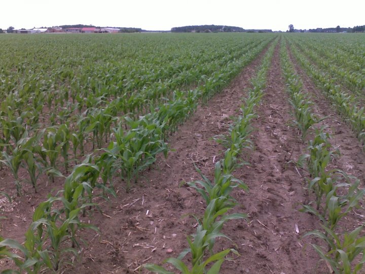 kuku naw20110609339.jpg