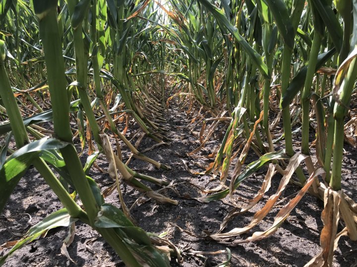 Wyleganie korzeniowe 1.JPG