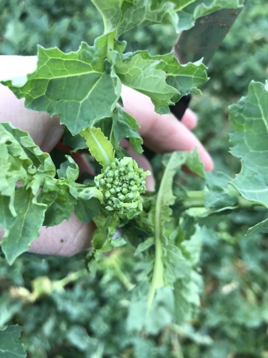 widoczny kwiatostanIMG_6764.jpg