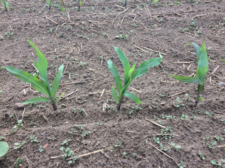 metoda kombinowanaIMG_8606.jpg