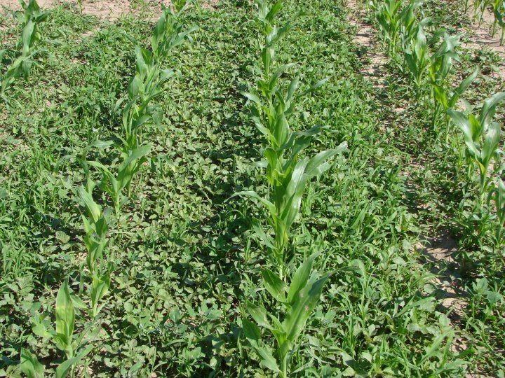 Late emerging weeds in corn - what a huge number.jpg