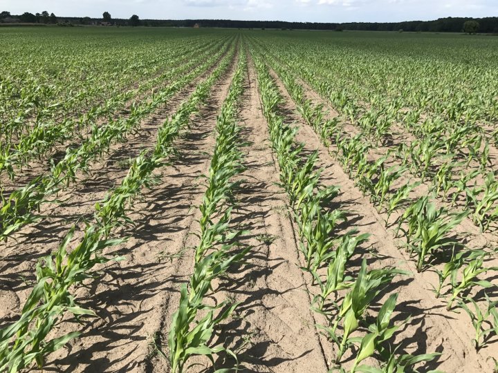 kukurydza wolna od chwastów.jpg