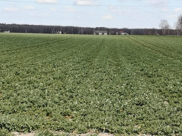 rzepak 2020.4.04.jpg