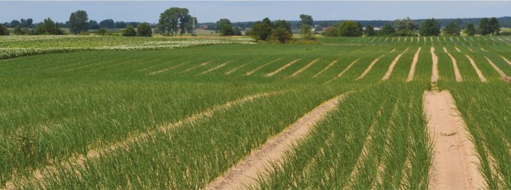 glifosat-cebula (1).jpg