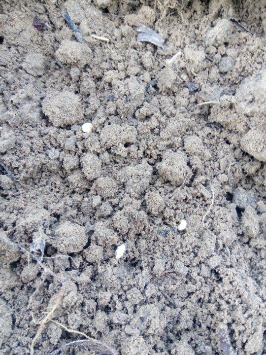 96234648_1845727408890610_7213242482362941440_n (1).jpg