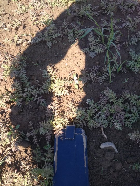 Facelia Kaniów 32 dni po siewie.jpg