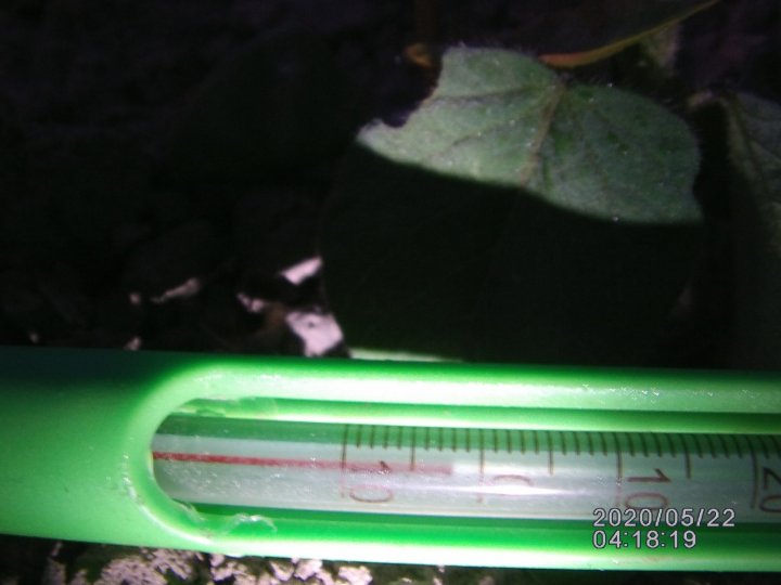 3-3przymrozek -5 C a przy gruncie  -2 C.JPG