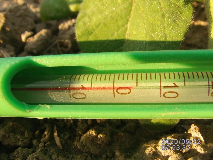 4-4przymrozek -2 C a przy gruncie +4 C..JPG