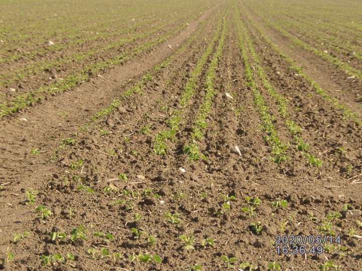 1 soja siana 10 kwietnia.JPG