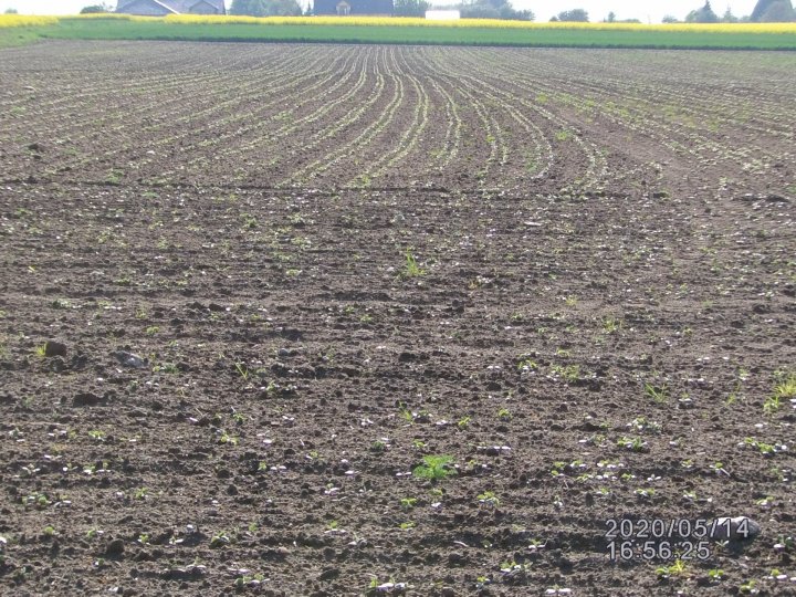 3 soja siana 12 kwietnia.JPG