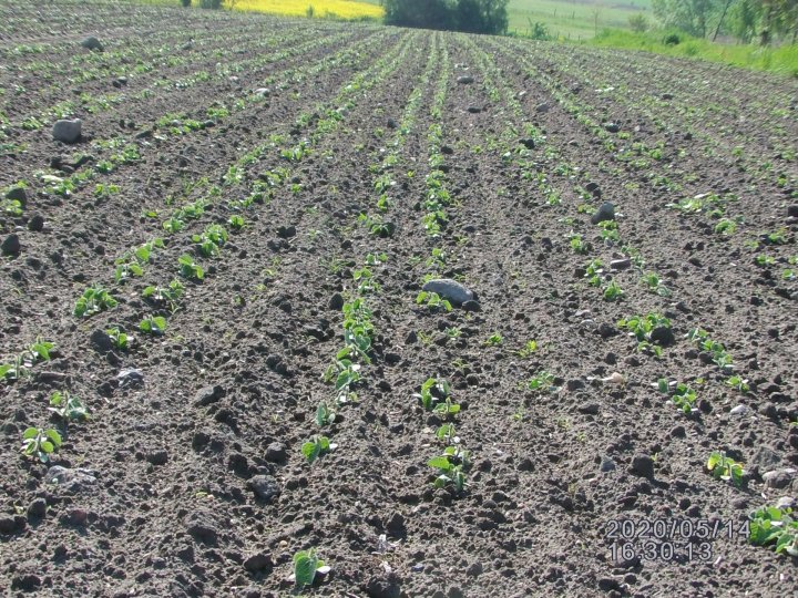 2 soja siana 11 kwietnia.JPG