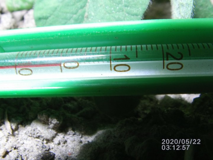 1-1przymrozek -2,5 C a przy gruncie  0 C.JPG