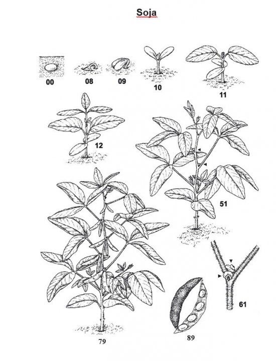 FAZY ROZWOJOWE SOI 3.jpg