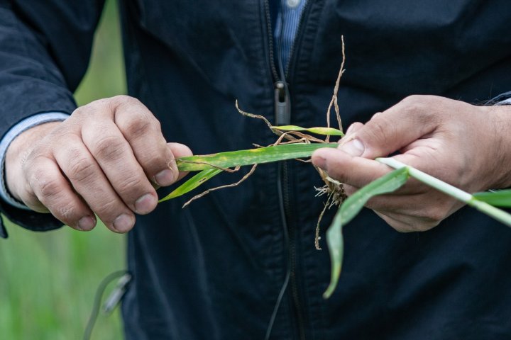 ogrod_chorob_fot_Ryszard_ Wszolek  (5).jpg