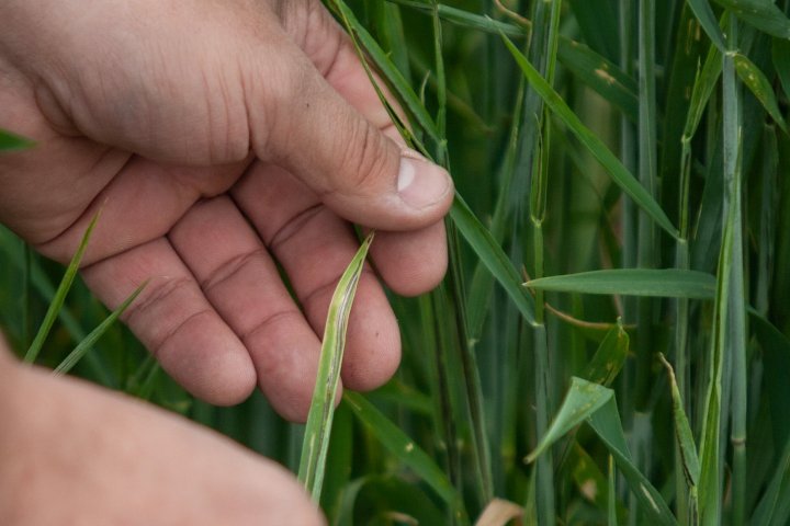 ogrod_chorob_fot_Ryszard_ Wszolek  (7).jpg