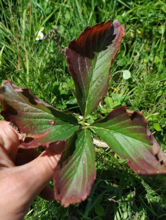 Screenshot_2020-06-04 (2) plantatorzy truskawek — wyszukiwanie na Facebooku.png